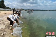 孝感云南江川举行增殖放流活动 逾54万尾鱼游入星云湖